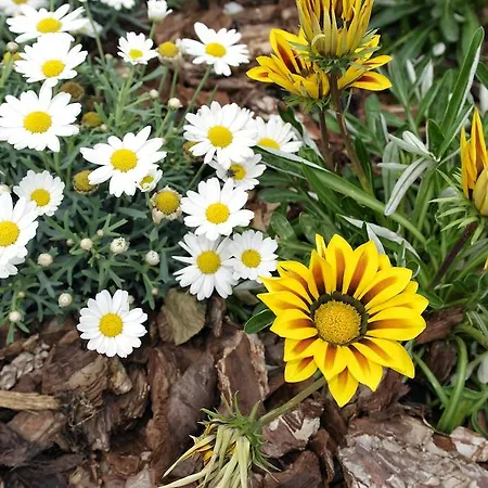 Viale Dei Pini Bed & Breakfast