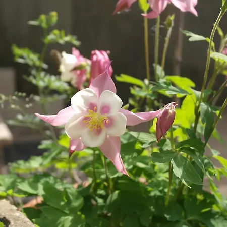 Bed & Breakfast Viale Dei Pini