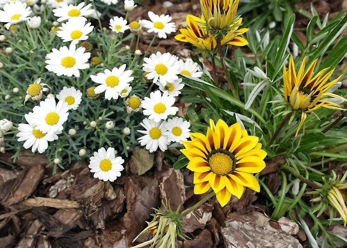 Viale Dei Pini Отель типа 